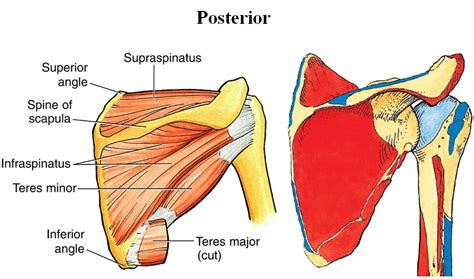 Posterior Scapula Muscles