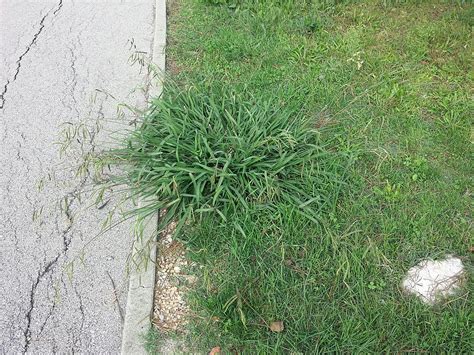 For texas, dandelion is a minor flow that contribute only to providing a little nectar to an overwintered colony. How to Kill Weeds in Your Lawn: Pro Tips for Central ...