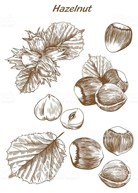 Hazelnut Set Of Vector Sketches On An White Background Vector Sketch