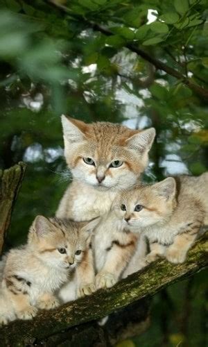 Maybe you would like to learn more about one of these? Cute Baby Sand Cats - Kittens [Facts, Photos, And Videos ...