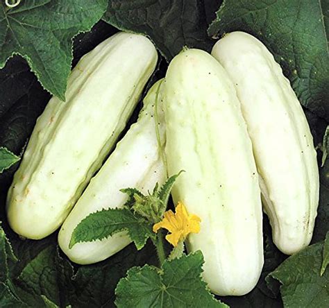 30 Organically Grown White Wonder Sweet Cucumber Seeds Heirloom Non