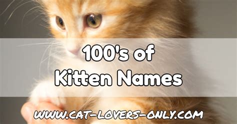 Nov 24, 2020 ira_evva getty images. Kitten Names: How to Choose the Right Name for Your Cat