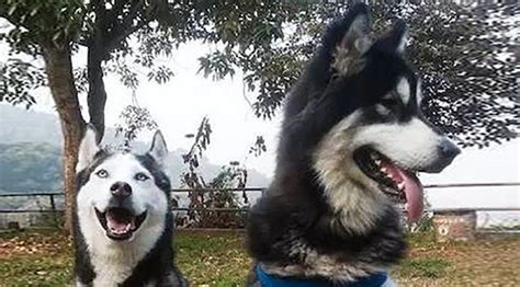 Alaskan Malamute Vs Samoyed Pets Lovers