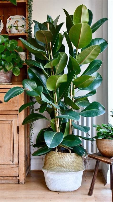 16 Most Beautiful Rubber Plants You Can Grow Thuy San Plus
