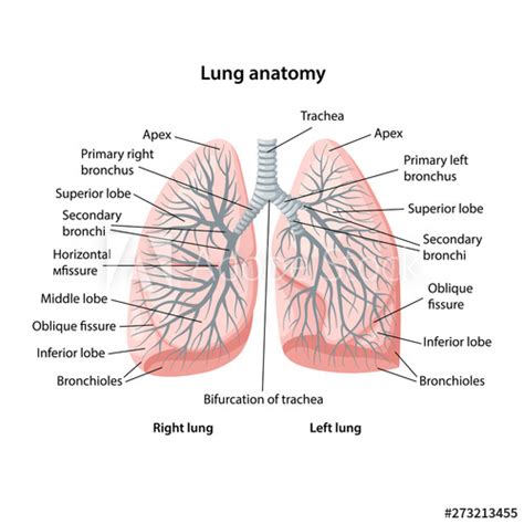 Structure Of Human Lungs With Description Of The In 2021 Human