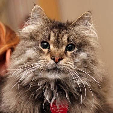 Rehome buy and sell, and give an animal a forever home with preloved! Maine Coon - Jaspurr - Large - Adult - Male - Cat for Sale ...