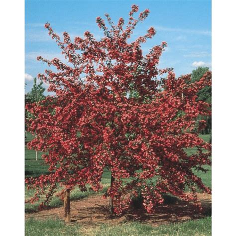 89 Gallon Pink Cardinal Crabapple Flowering Tree In Pot With Soil