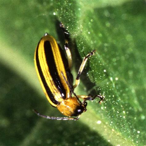 Cucumber Beetles Learn About Nature
