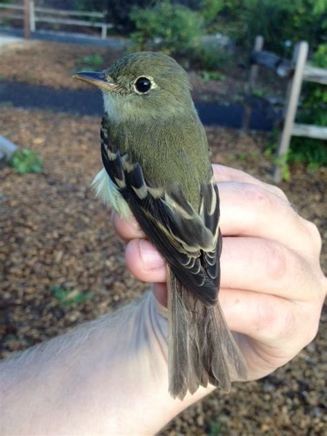 Yellow Bellied Invasion Psu Fall Banding By Alex Lamoreaux Nemesis Bird