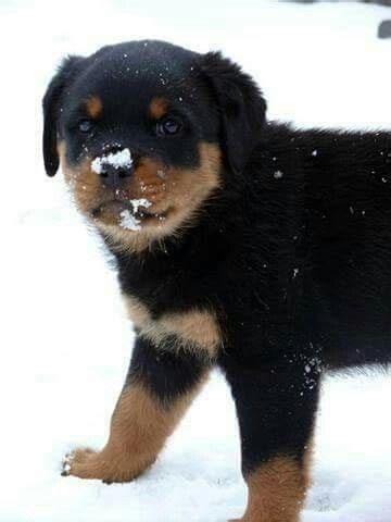 Newborn puppies are the favorite host of fleas. Snow baby | Dogs and puppies, Rottweiler, Cat fleas
