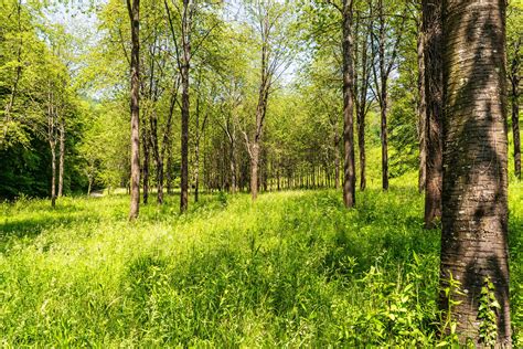 Kostenlose Bild Wald Blatt Grün Landschaft Umwelt Holz Sommer