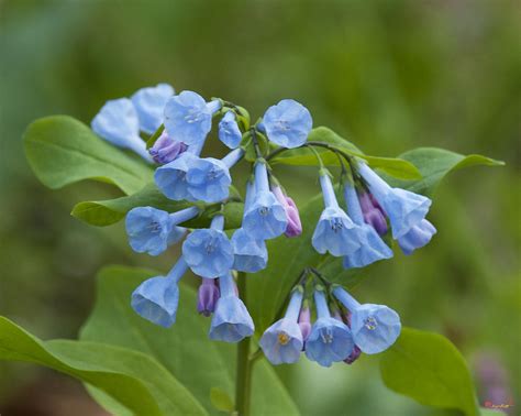 Pink Virginia Bluebells Or Virginia Cowslip Dspf265 Photograph By Gerry