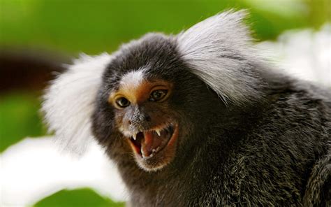 Marmoset Monkey Wallpapers | Fun Animals Wiki, Videos, Pictures, Stories