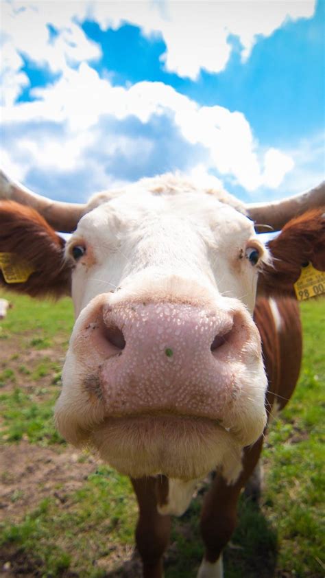 Cattle blur natural animal | wallpaper.sc SmartPhone