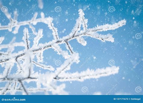 Tree Branches Covered With Ice Crystals Against A Blue Sky And Falling