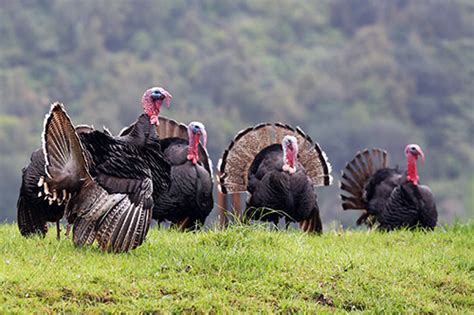 wild turkey populations are on the rise in northern minnesota fin and field blog