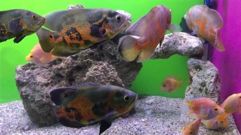 Oscars Tank The Doon S Aquarium Dehradun Youtube