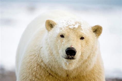 Polar Bear Ursus Maritimus Profile Photograph By Steven Kazlowski