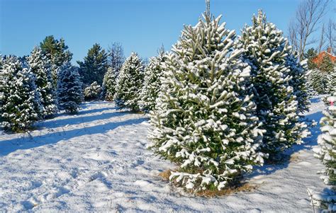 Exploring Christmas Tree Farms In Southwest Missouri 417 Magazine
