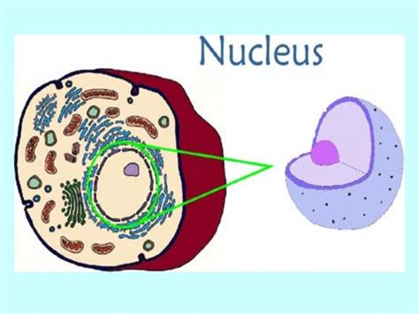 Hide 1 pengertian nukleus 2 fungsi nukleus 3 struktur nukleus 3.1 … Pengertian Sel Hewan, Gambar, Struktur, Beserta Fungsinya