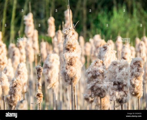 The Bull Rush Hi Res Stock Photography And Images Alamy