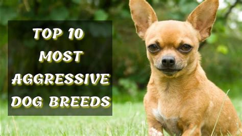 Top 10 Aggressive Dog Breed In The World Youtube