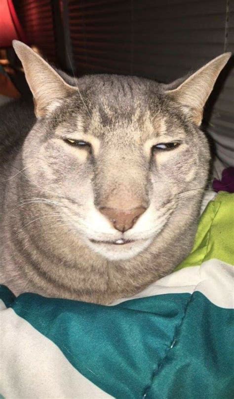 Psbattle Ugly Cat Posted In The Photoshopbattles Community