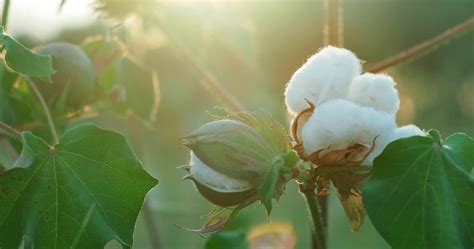 Plant Fibers Cotton And Fiber Crops Textile Exchange