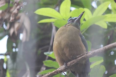 Blue Crowned Motmot Honolulu Zoo Society