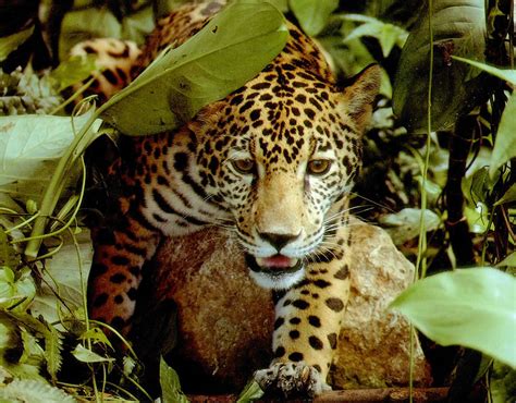 Amazing Amazonia: Amazon Rainforest [46 Pics]