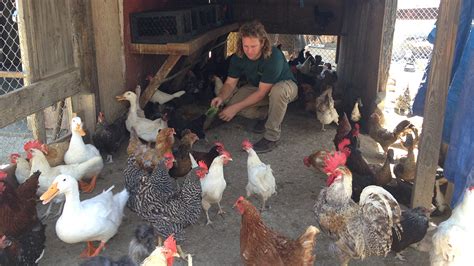 Raising Chickens In San Diego’s Urban Neighborhoods Nbc 7 San Diego