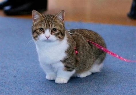Theres An Entire Breed Of Dwarf Cats With Abnormally Short Legs They