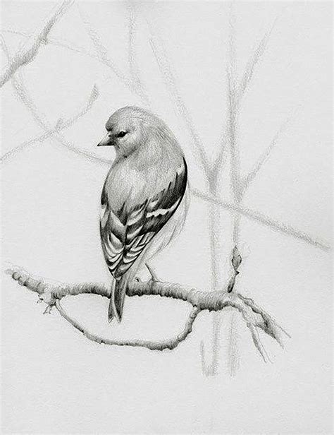 Drawings Pencil Sketch Bird Sketch Drawing Idea