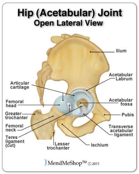 The Hip Joint Where The Femoral Head Meets The Acetabular Fossa Is A