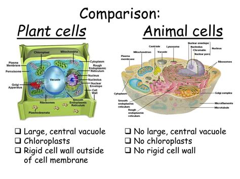 Some of the cell organelles are present in both the plant and animal cell which help them to do the basic cellular activities. PPT - Cell Types and Cell Structure PowerPoint ...