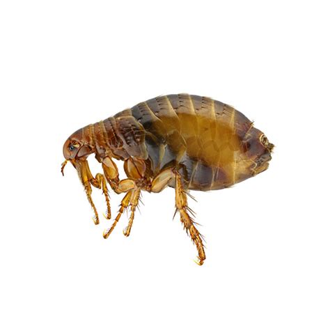 Flea Identification Habits And Behavior Florida Pest Control