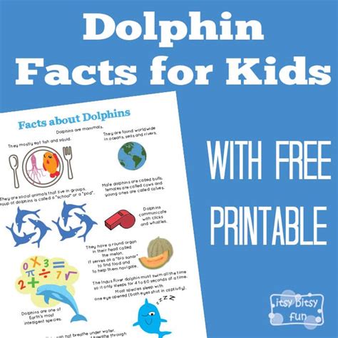 Dolphin Facts For Kids Itsy Bitsy Fun