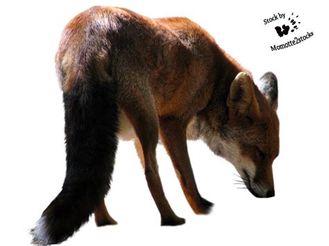 Fox Png Transparent Images Png All