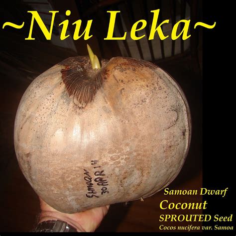 Polynesian Produce Stand ~nui Leka~ Dwarf Samoan Coconut Cocos