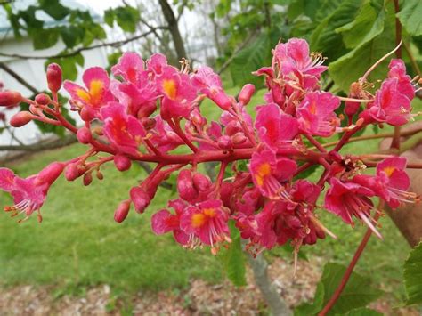 Aesculus × Carnea Briotii Ruby Red Horse Chestnut The Dawes Arboretum