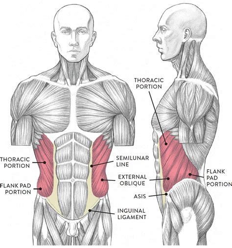 Abdominal Muscles Anatomy For Artists Body Anatomy Abdominal My Xxx