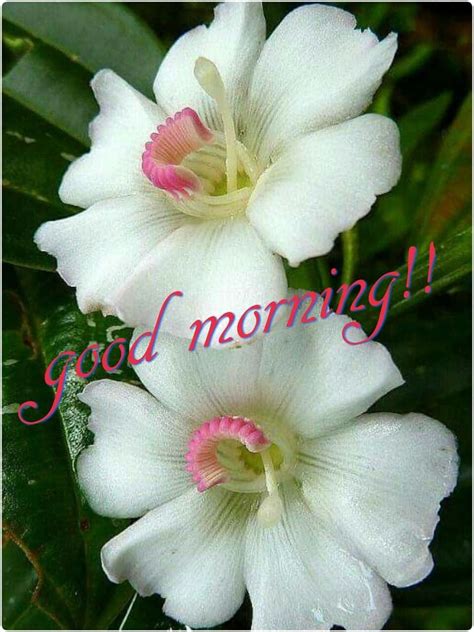 Download Good Morning Unique White Flower Picture