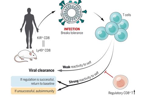 KIR CD8 T Cells Suppress Pathogenic T Cells And Are Active In