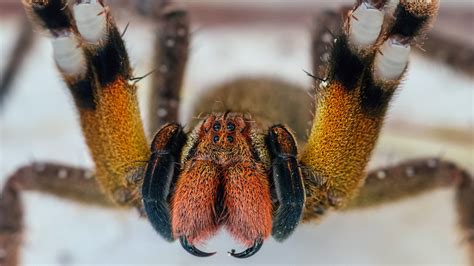 Most Dangerous Spider In The World Bites