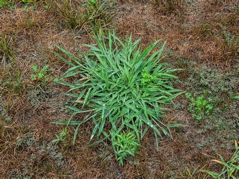 How To Deal With A Crabgrass Infestation Nature Plus Lawn