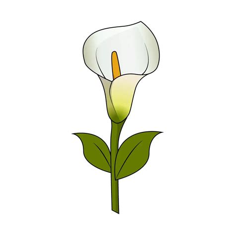 How To Draw A Calla Lily Step By Step