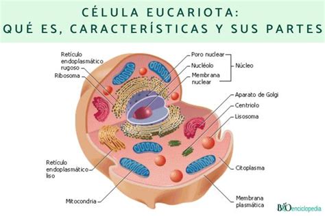 Célula eucariota qué es características y sus partes Resumen para