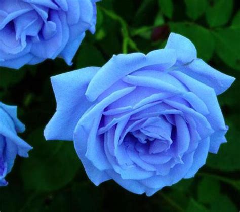 Popular Blue Roses Plants Buy Cheap Blue Roses Plants Lots From China