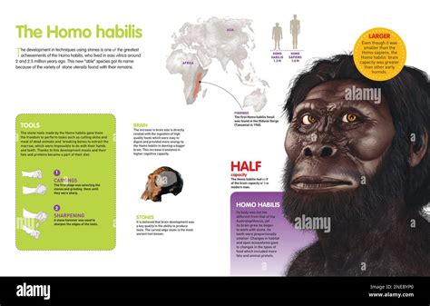 Infografía sobre el Homo habilis un homínido que habitó la Tierra hace