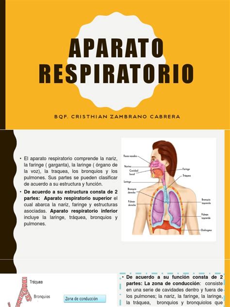 Sistema Respiratorio Pdf Pulmón Sistema Respiratorio